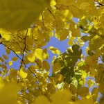 Photo indicating Nature
