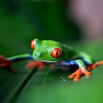 Photo indicating Wildlife